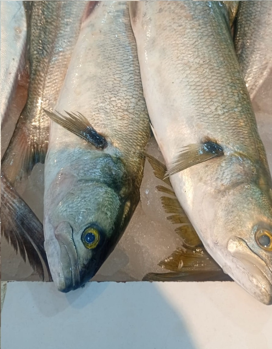 Anchoas de banco