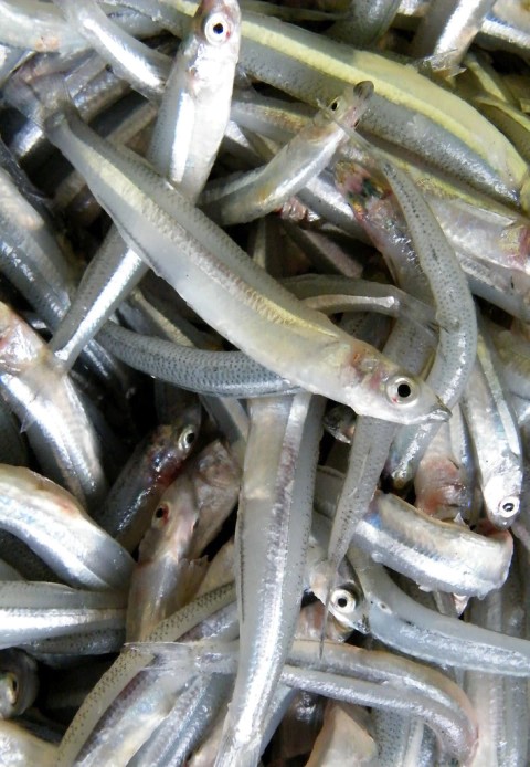 Cornalitos