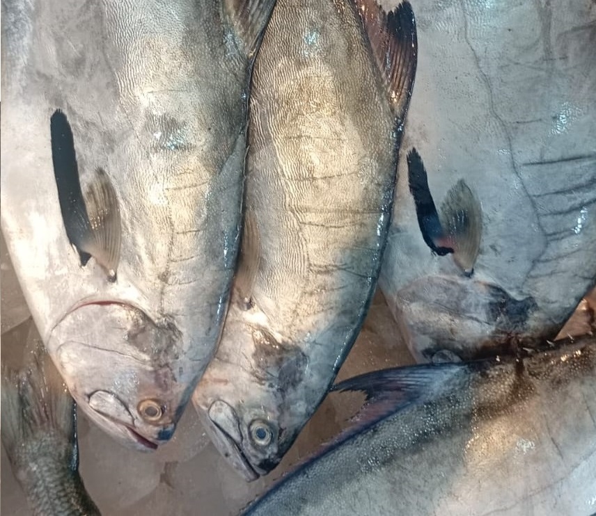 Palometa entera