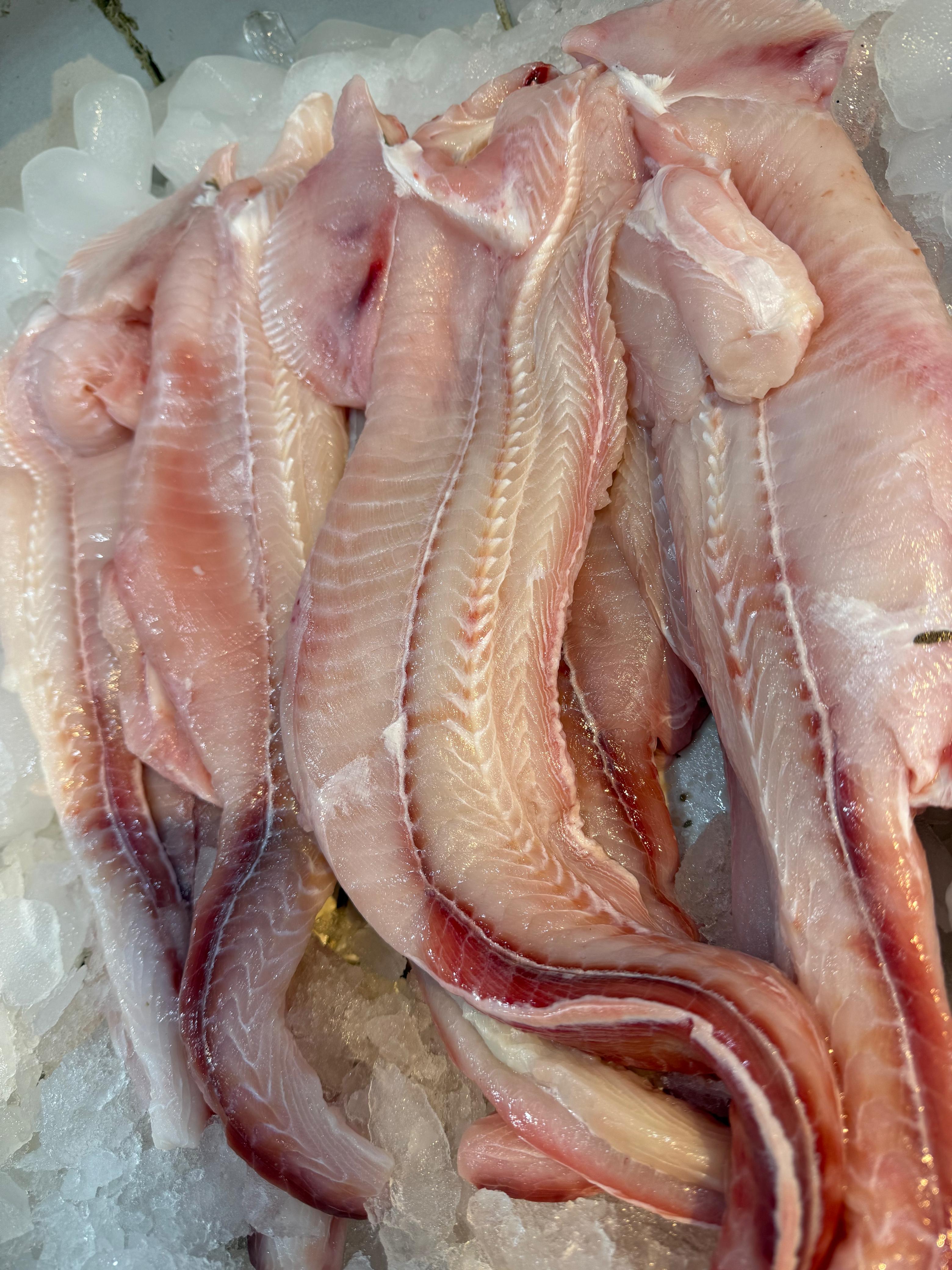 Pollo de mar